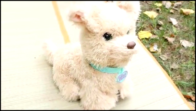 Интерактивный щенок Бисквит - Ходячие зверята от Hasbro. Даник играет со своей собачкой Фокси