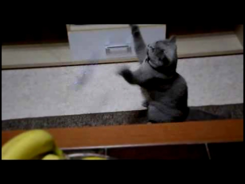 Cat Lusja playing [funny] 
