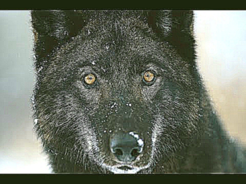 Восхождение чёрного волка HD