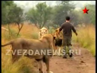 Львиный прайд в африканском заповеднике 