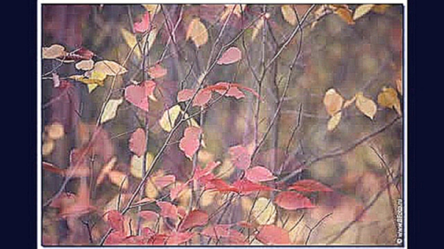 Осенние листья картинки осени слайд шоу из фотографий 