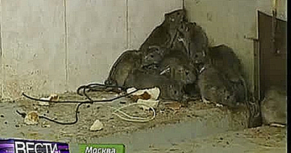 Крысы атакуют автомобили москвичей
