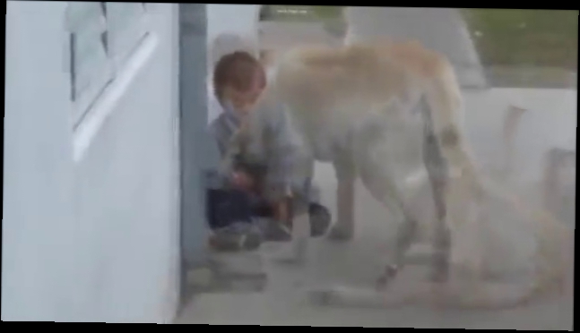 Мальчик с синдромом Дауна и нежность собаки 