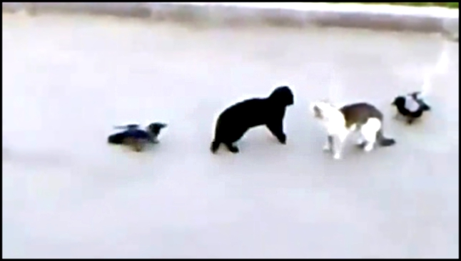 Кот с воронами выгоняет чужого кота.