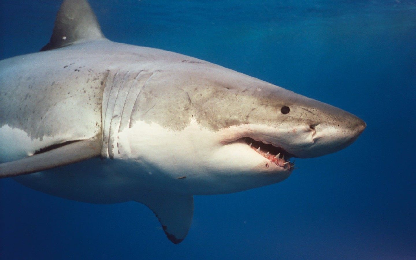 Анни - Зубастые акулы