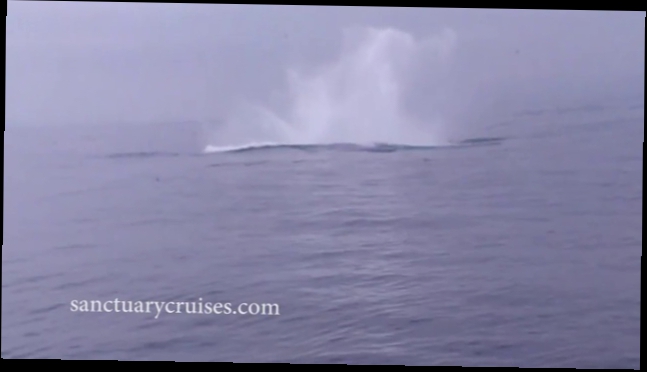 Двое байдарочников чуть не погибли, когда горбатый кит решил через них перепрыгнуть 
