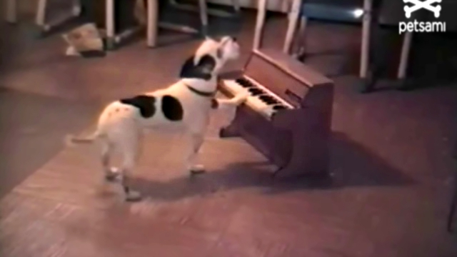 Собака играет на пианино  