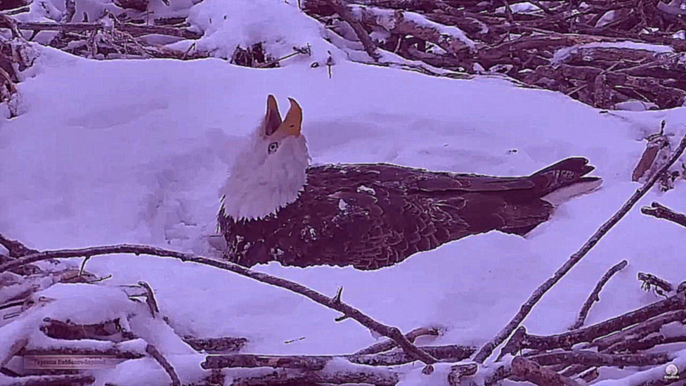 Птицы хищники 09 Орлан, заметённый снегом в гнезде, насиживал яйца в сугробе  