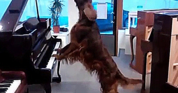 Собака играет на пианино 