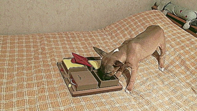 Минибуль Плюшка и интеллектуальная игрушка для собак 