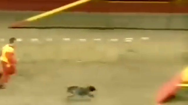 Самая быстрая собака в мире!  