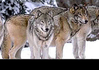 «волки» под музыку     Звуки природы   Волчий вой  Picrolla 