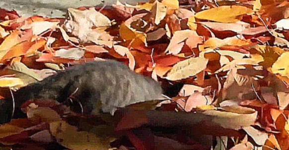 котик в осенних листьях 