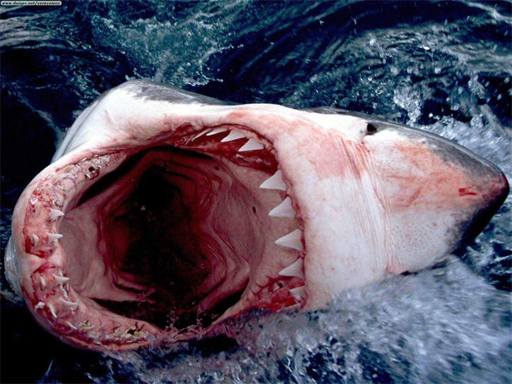 EugeneSagaz - Баллада белой акулы