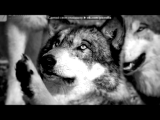 «Со стены Волки» под музыку Катя Огонек - Волчица. Picrolla 