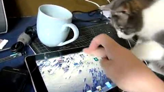 Кошка исследует Ipad