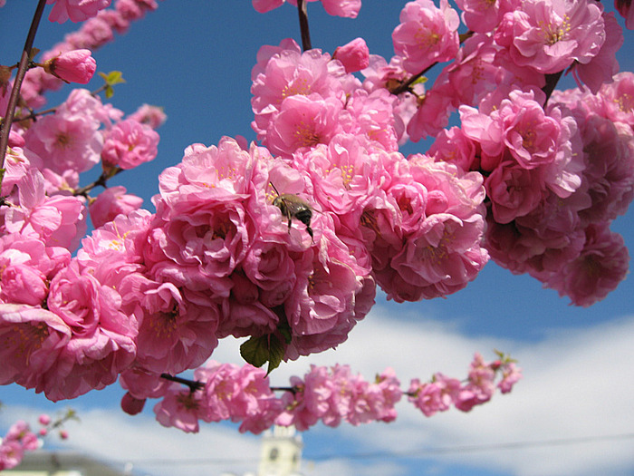 Японская народная песня - Sakura (вишня)