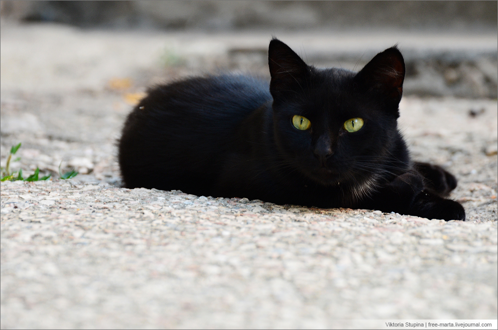 Кот - Грустная песня про кота