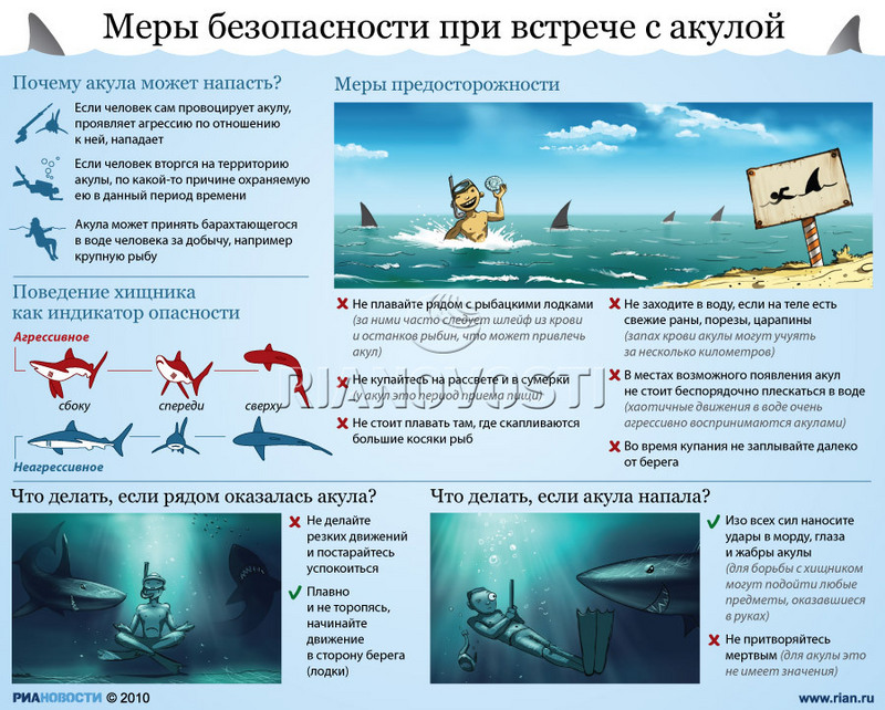 Подмосковыные Акулы - Основная тема