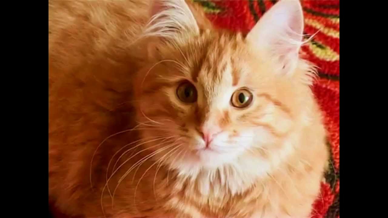 Рыжий кот (Сл. и муз. Анны Петряшевой) - Минус