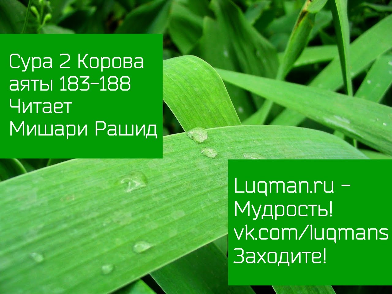 Сура 2 корова. Сура Бакара 183 аят. Сура Аль Бакара корова 186 аят. Сура 2 аят 183.