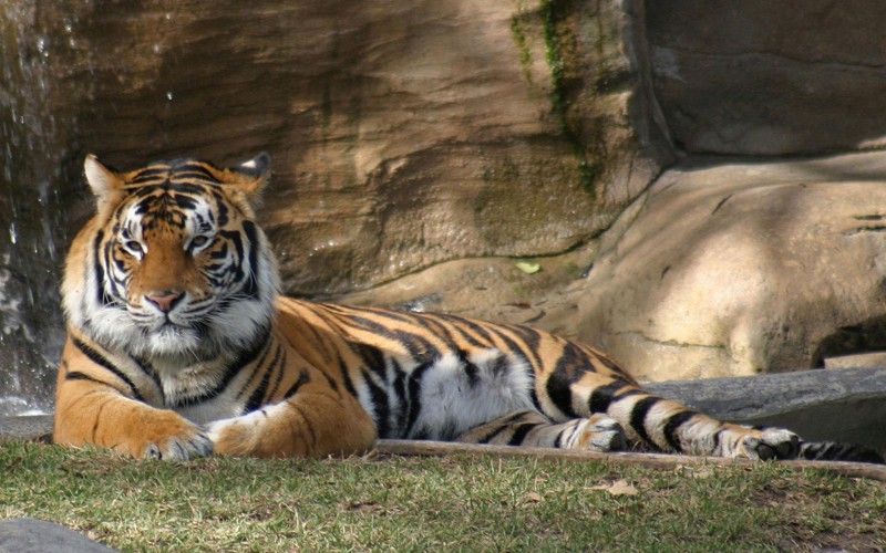 Тигр-тигр - Рыжая смерть