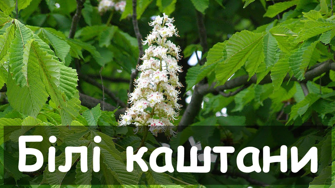 Украинские народные песни - Зелене листя